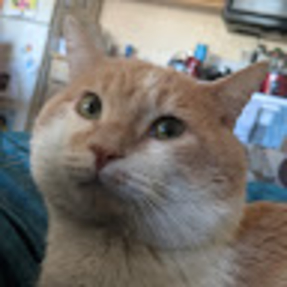 Meet your Posher, Izzy